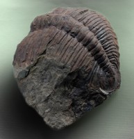 Rejkocephalus rotundatus Barande, 1846 - thorax s pygidiem 115 mm, jinecké souvrství - zóna trilobita Ellipsocephalus hoffi (Schlotheim, 1823), stupeň drum, Jince - Vystrkov